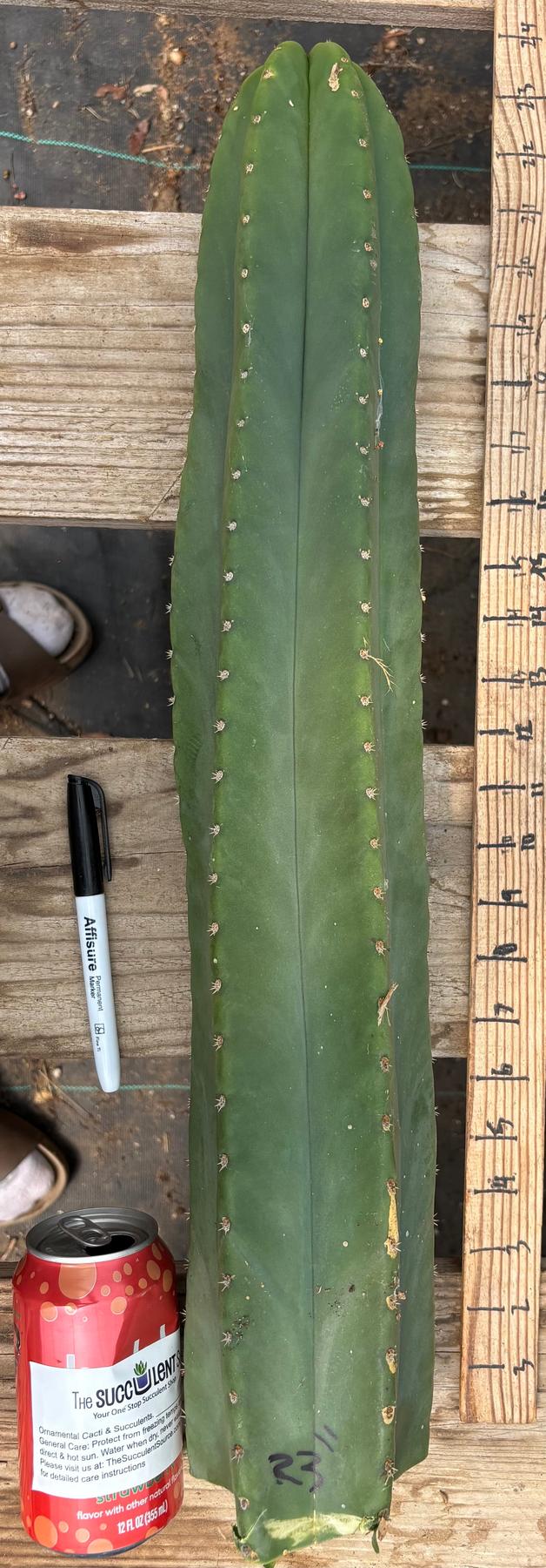 #EC241 EXACT Trichocereus Scop x HZ 23” Misplant-Cactus - Large - Exact-The Succulent Source