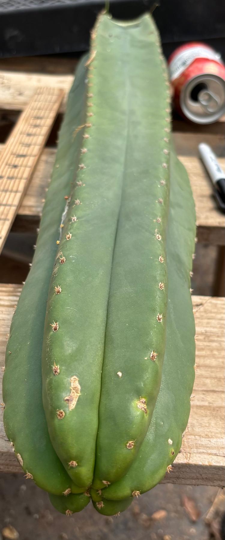 #EC241 EXACT Trichocereus Scop x HZ 23” Misplant-Cactus - Large - Exact-The Succulent Source