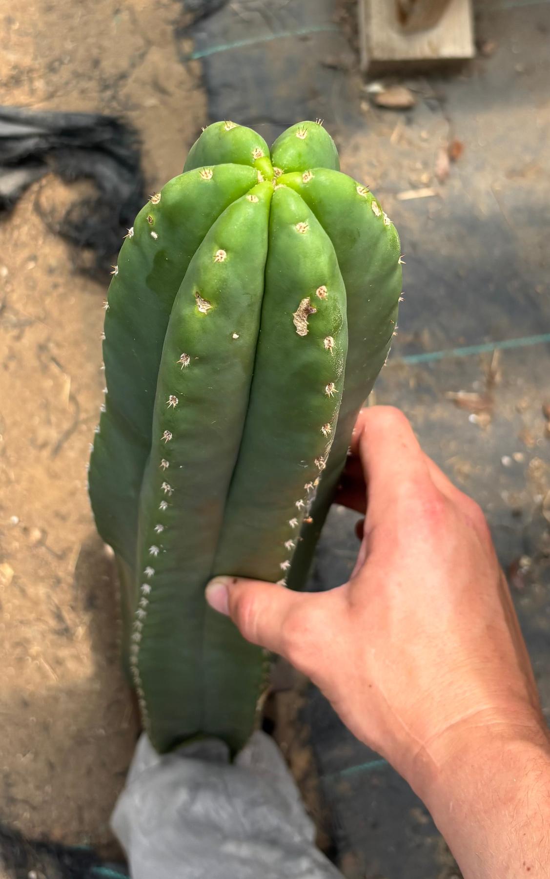 #EC241 EXACT Trichocereus Scop x HZ 23” Misplant-Cactus - Large - Exact-The Succulent Source