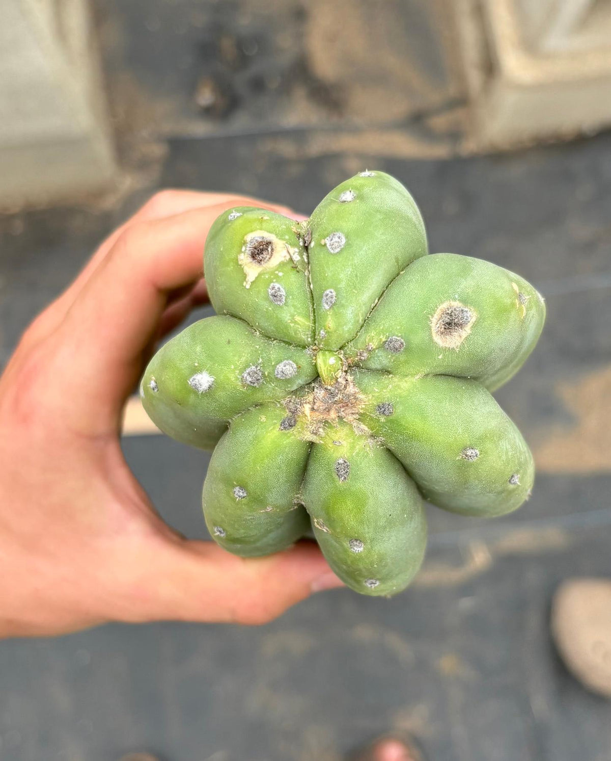 #EC242 EXACT Giant Trichocereus Pachanoi AHULX LONG Cactus Cutting 52”-Cactus - Large - Exact-The Succulent Source