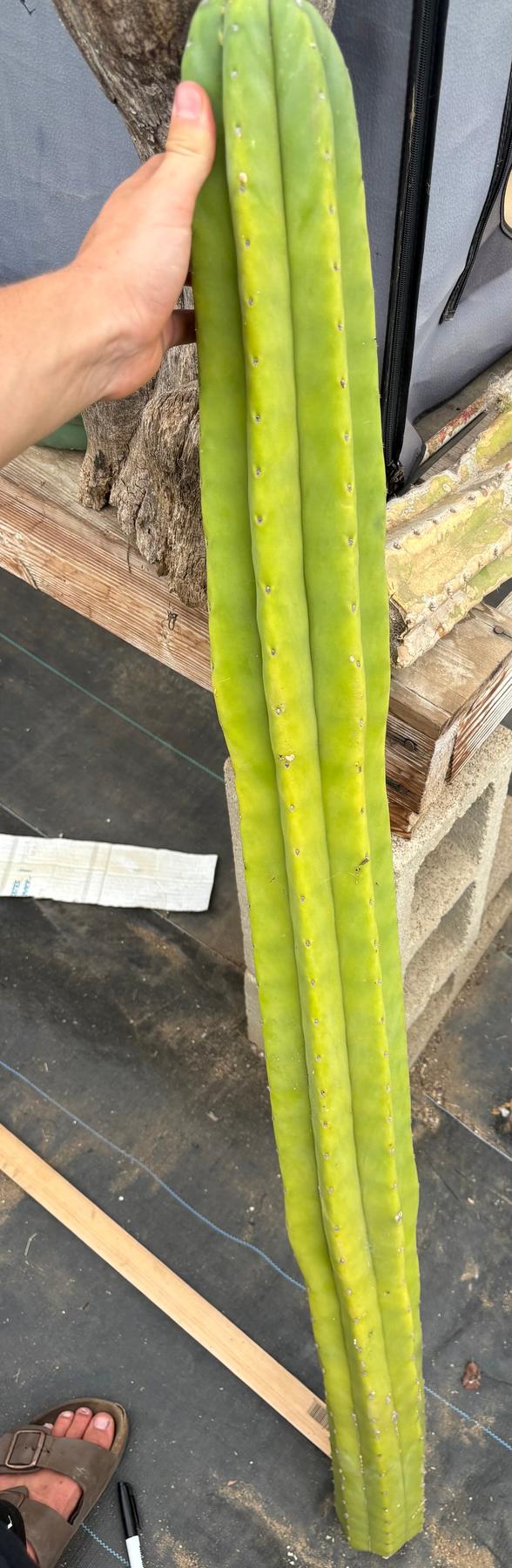 #EC242 EXACT Giant Trichocereus Pachanoi AHULX LONG Cactus Cutting 52”-Cactus - Large - Exact-The Succulent Source