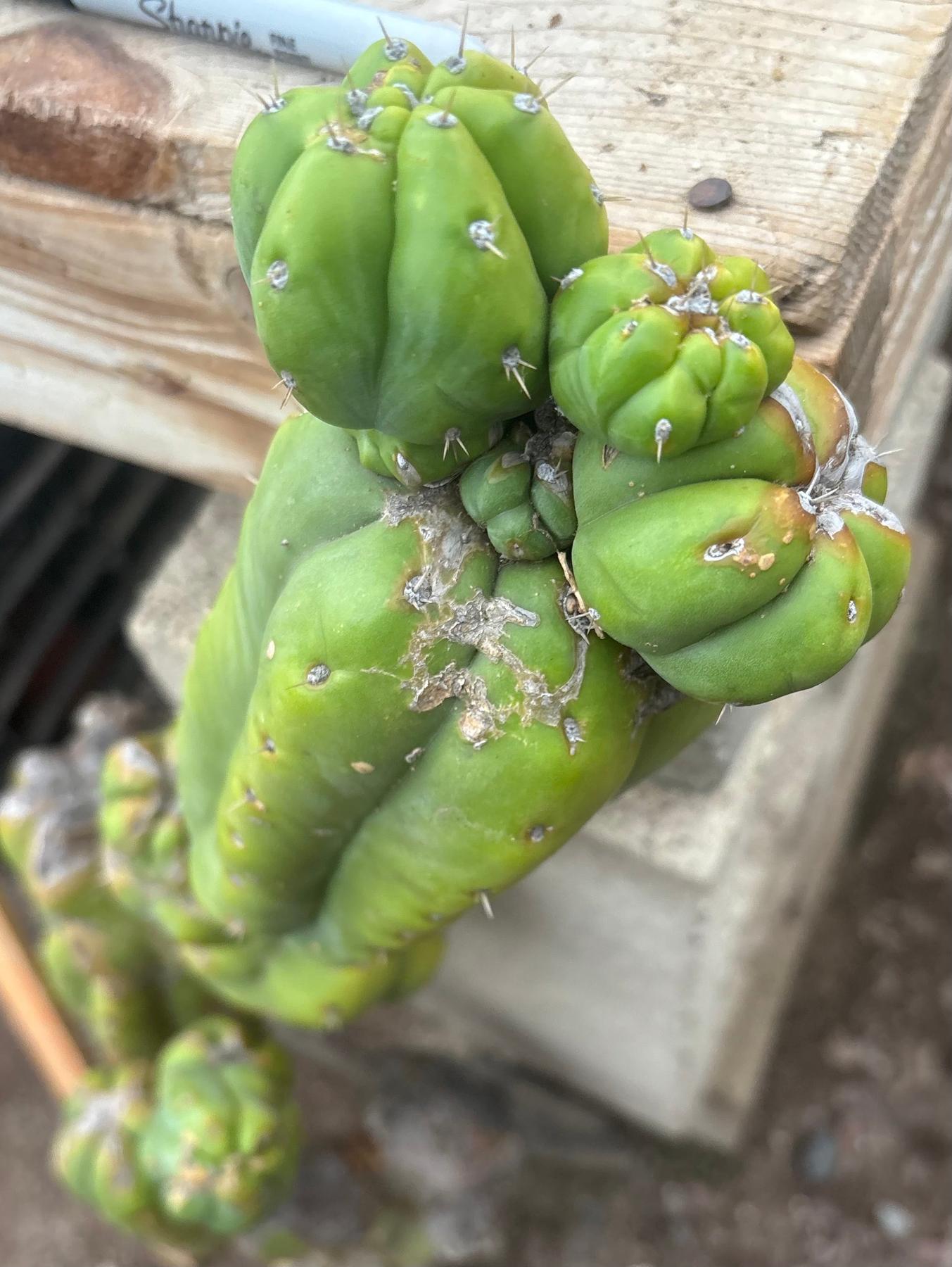 #EC242 EXACT Trichocereus Pachanoi PC LONG Cactus Cutting 32”-Cactus - Large - Exact-The Succulent Source