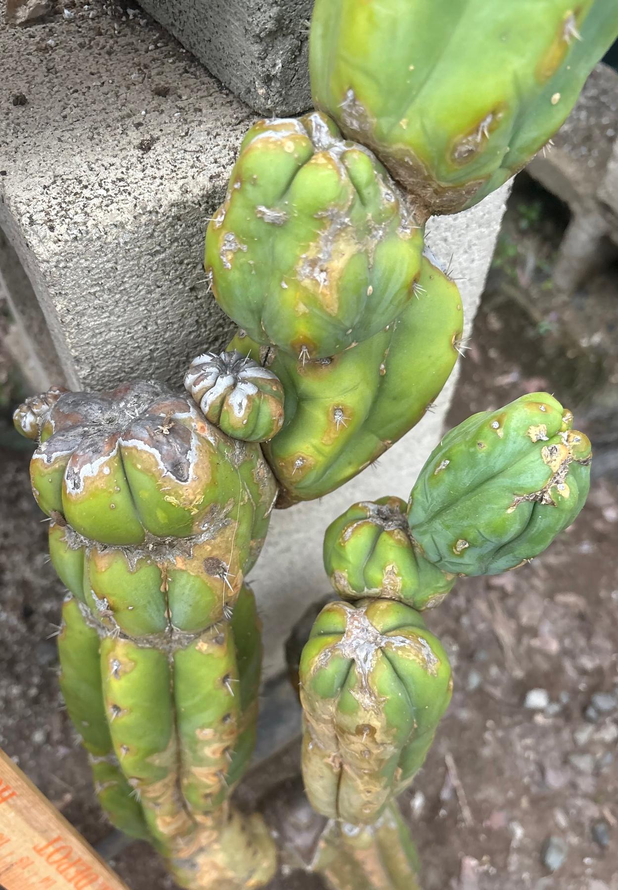#EC242 EXACT Trichocereus Pachanoi PC LONG Cactus Cutting 32”-Cactus - Large - Exact-The Succulent Source