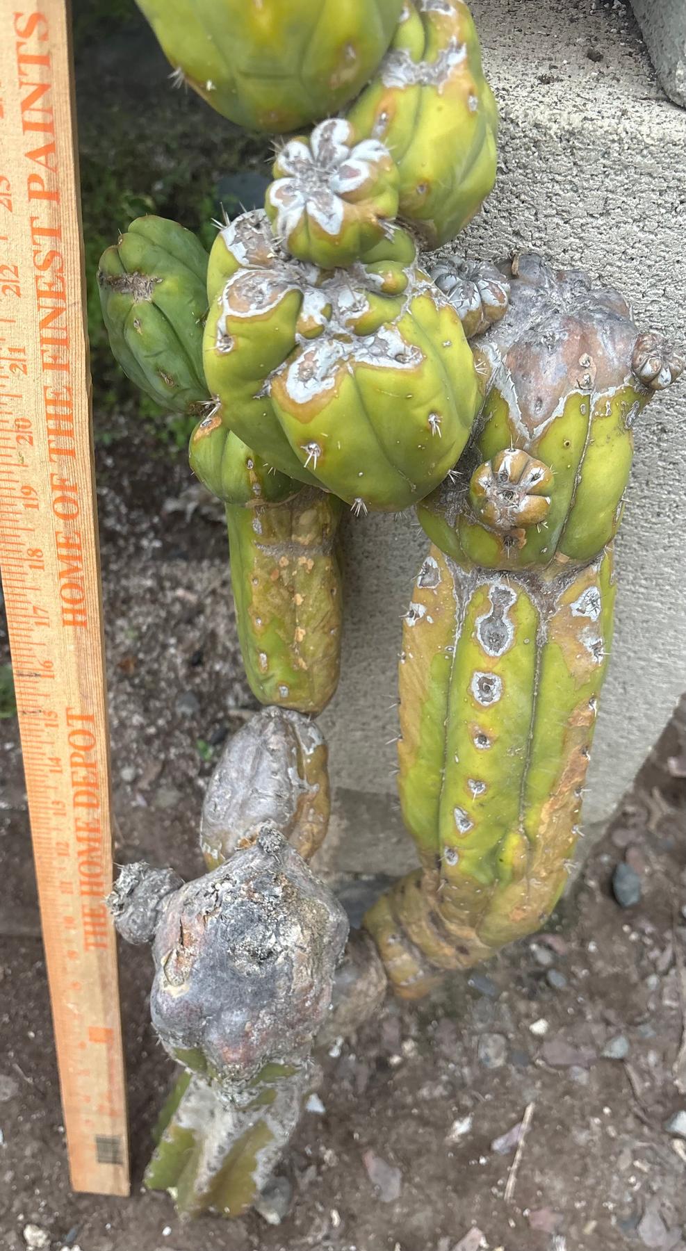 #EC242 EXACT Trichocereus Pachanoi PC LONG Cactus Cutting 32”-Cactus - Large - Exact-The Succulent Source