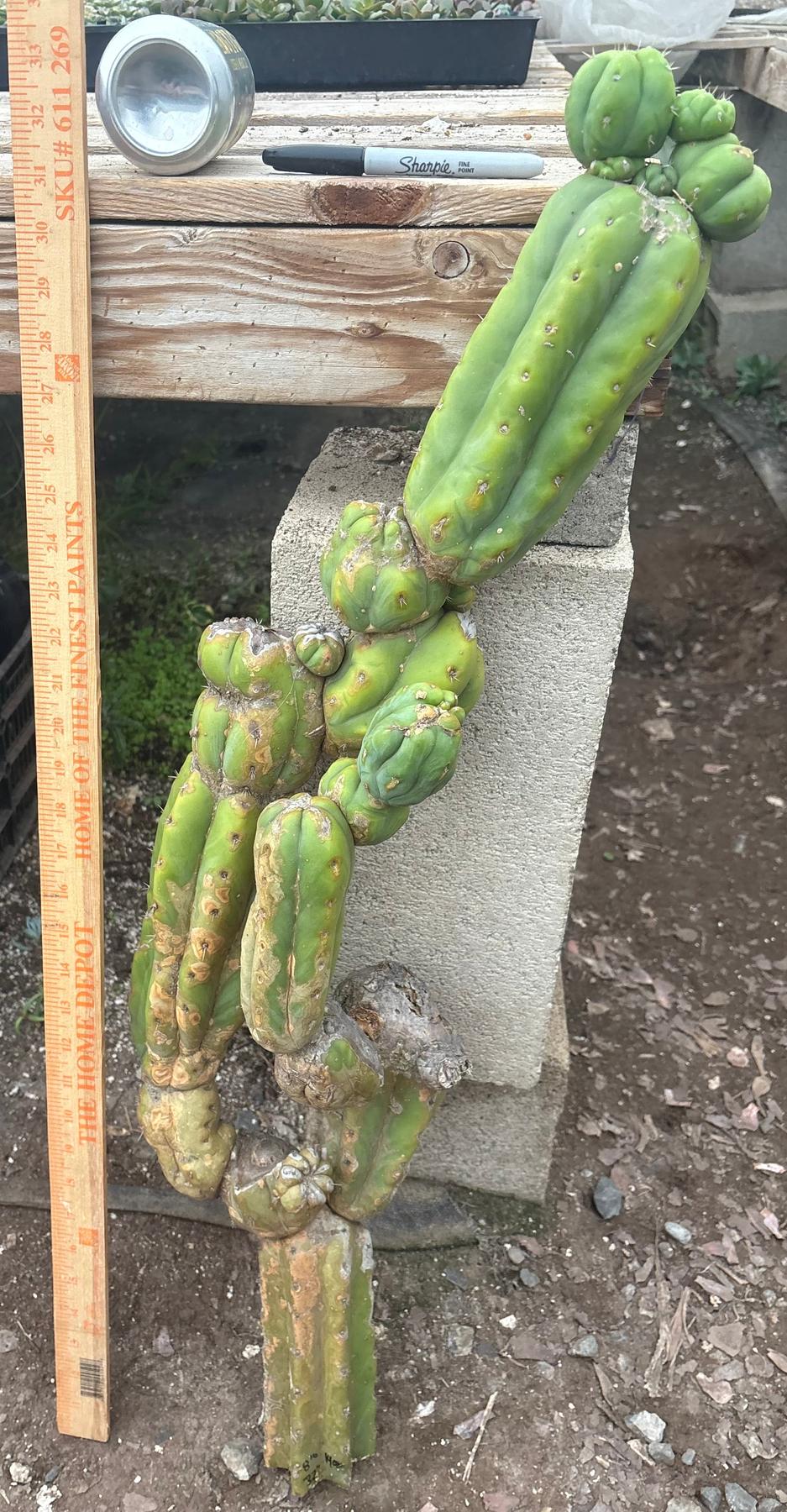 #EC242 EXACT Trichocereus Pachanoi PC LONG Cactus Cutting 32”-Cactus - Large - Exact-The Succulent Source