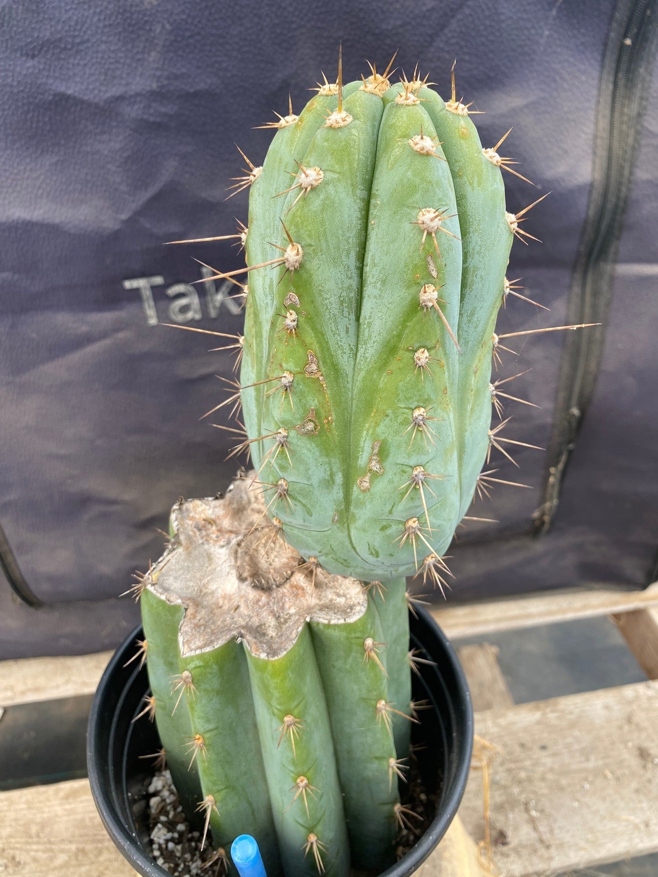 #EC243 EXACT Trichocereus Peruvianus TSSBP Ornamental Cactus 13”-Cactus - Large - Exact-The Succulent Source
