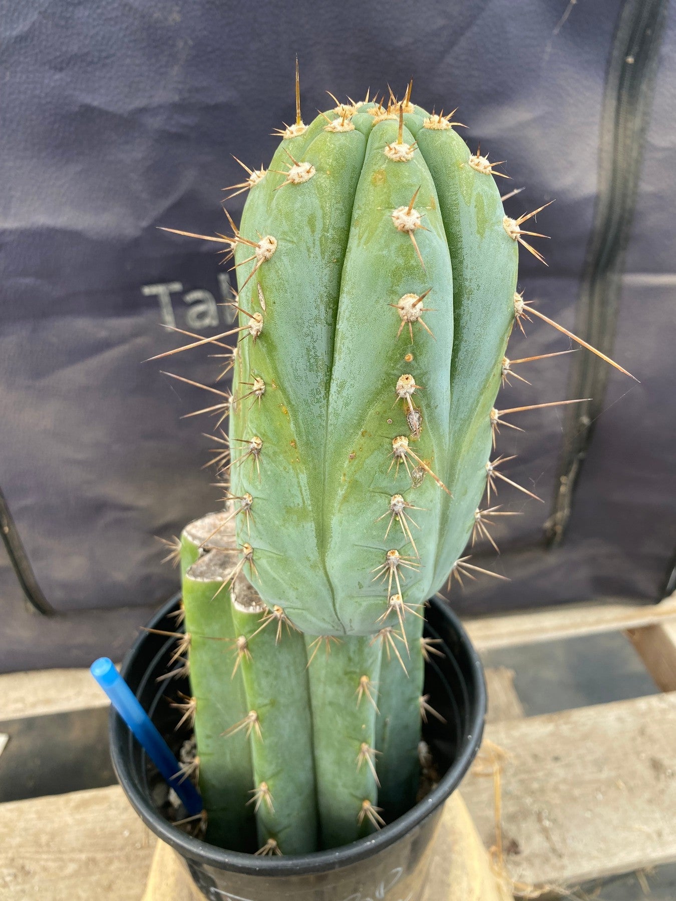 #EC243 EXACT Trichocereus Peruvianus TSSBP Ornamental Cactus 13”-Cactus - Large - Exact-The Succulent Source