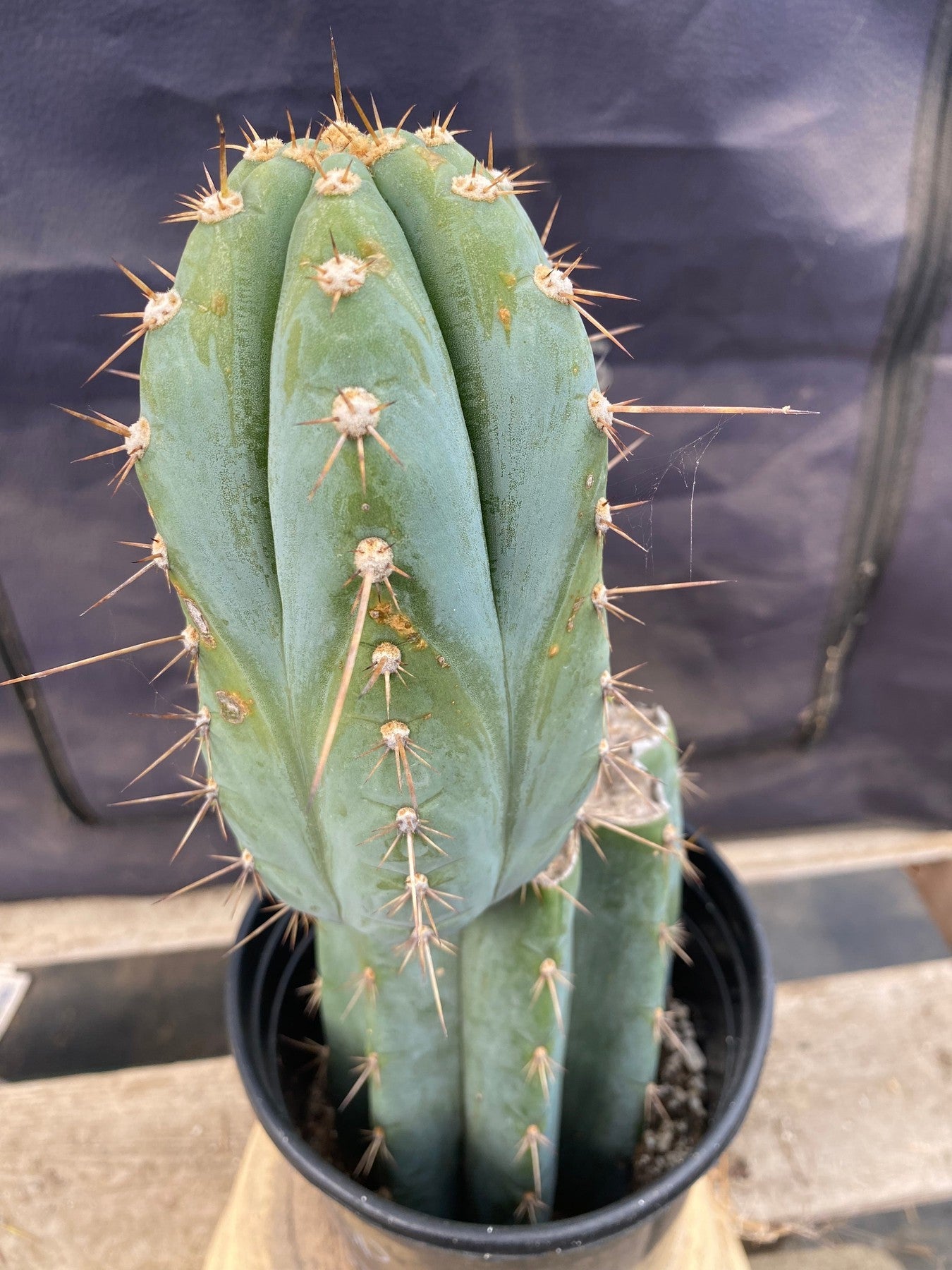 #EC243 EXACT Trichocereus Peruvianus TSSBP Ornamental Cactus 13”-Cactus - Large - Exact-The Succulent Source