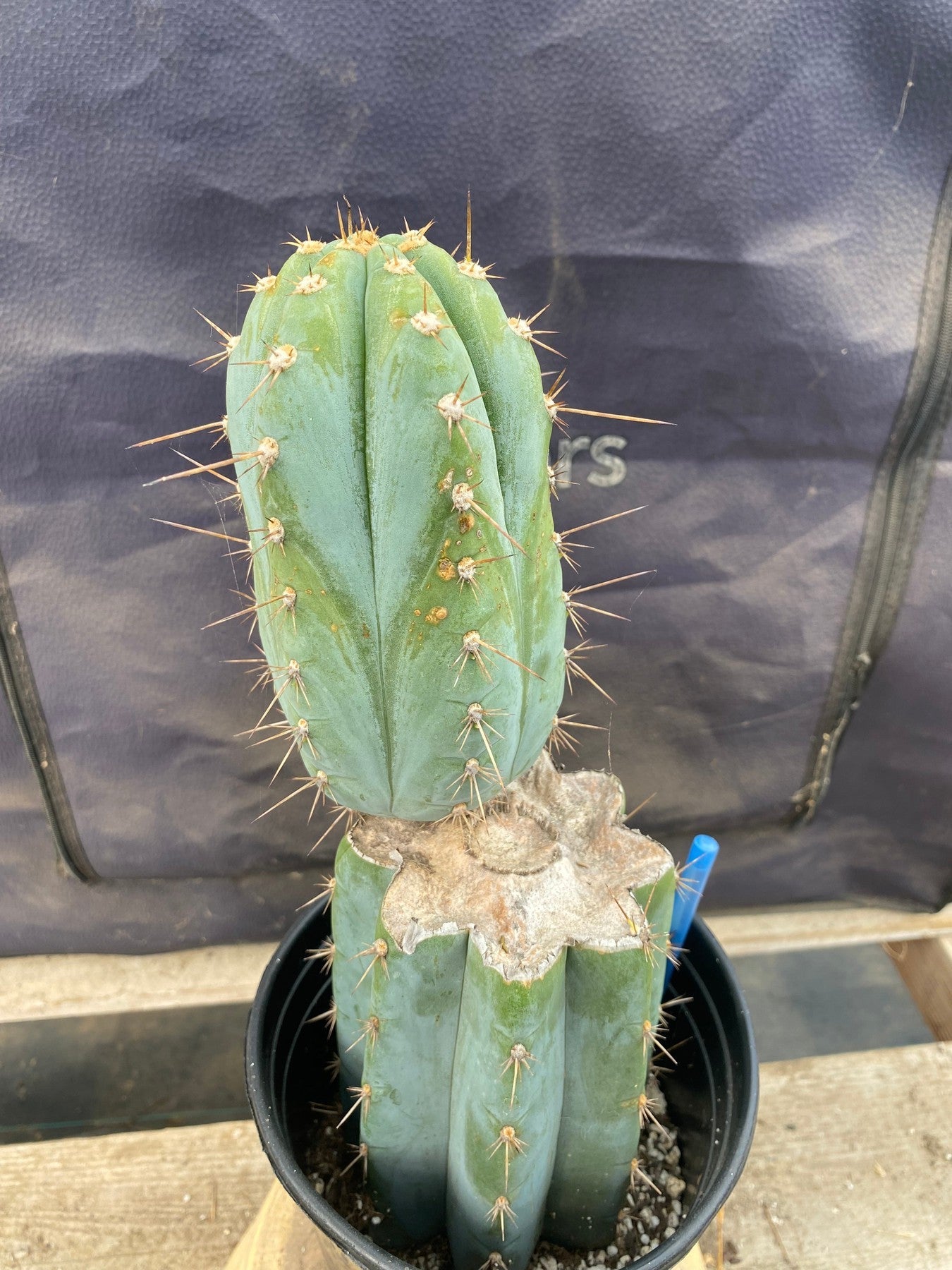 #EC243 EXACT Trichocereus Peruvianus TSSBP Ornamental Cactus 13”-Cactus - Large - Exact-The Succulent Source