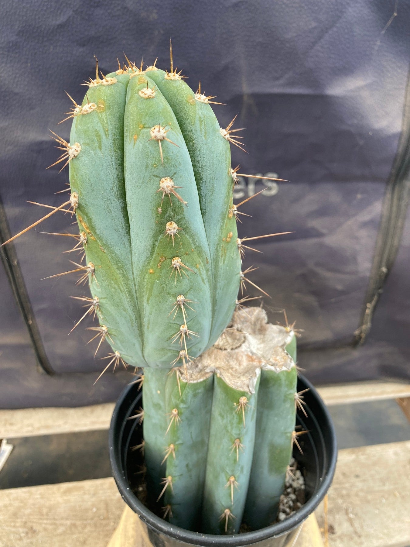 #EC243 EXACT Trichocereus Peruvianus TSSBP Ornamental Cactus 13”-Cactus - Large - Exact-The Succulent Source