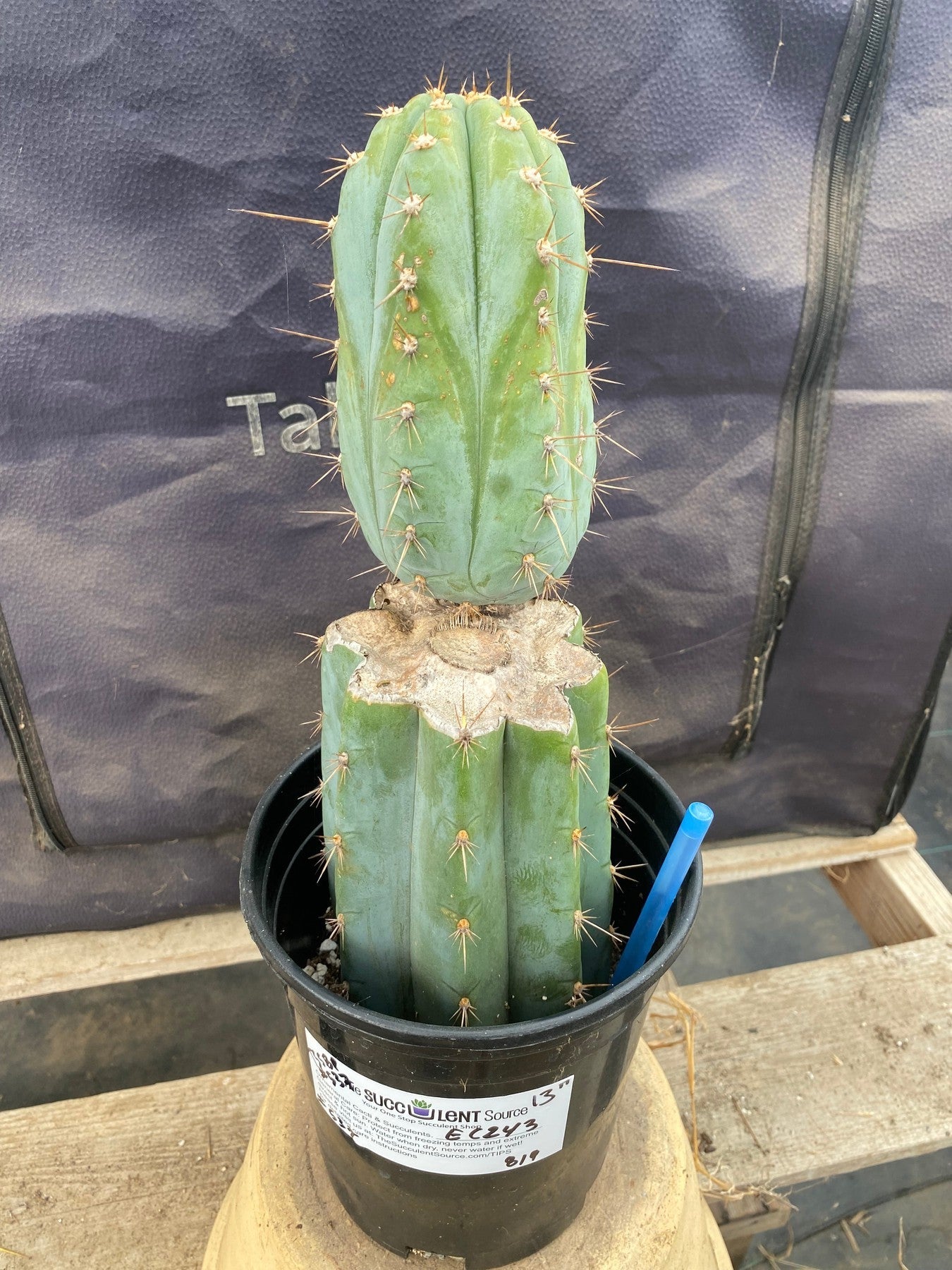 #EC243 EXACT Trichocereus Peruvianus TSSBP Ornamental Cactus 13”-Cactus - Large - Exact-The Succulent Source
