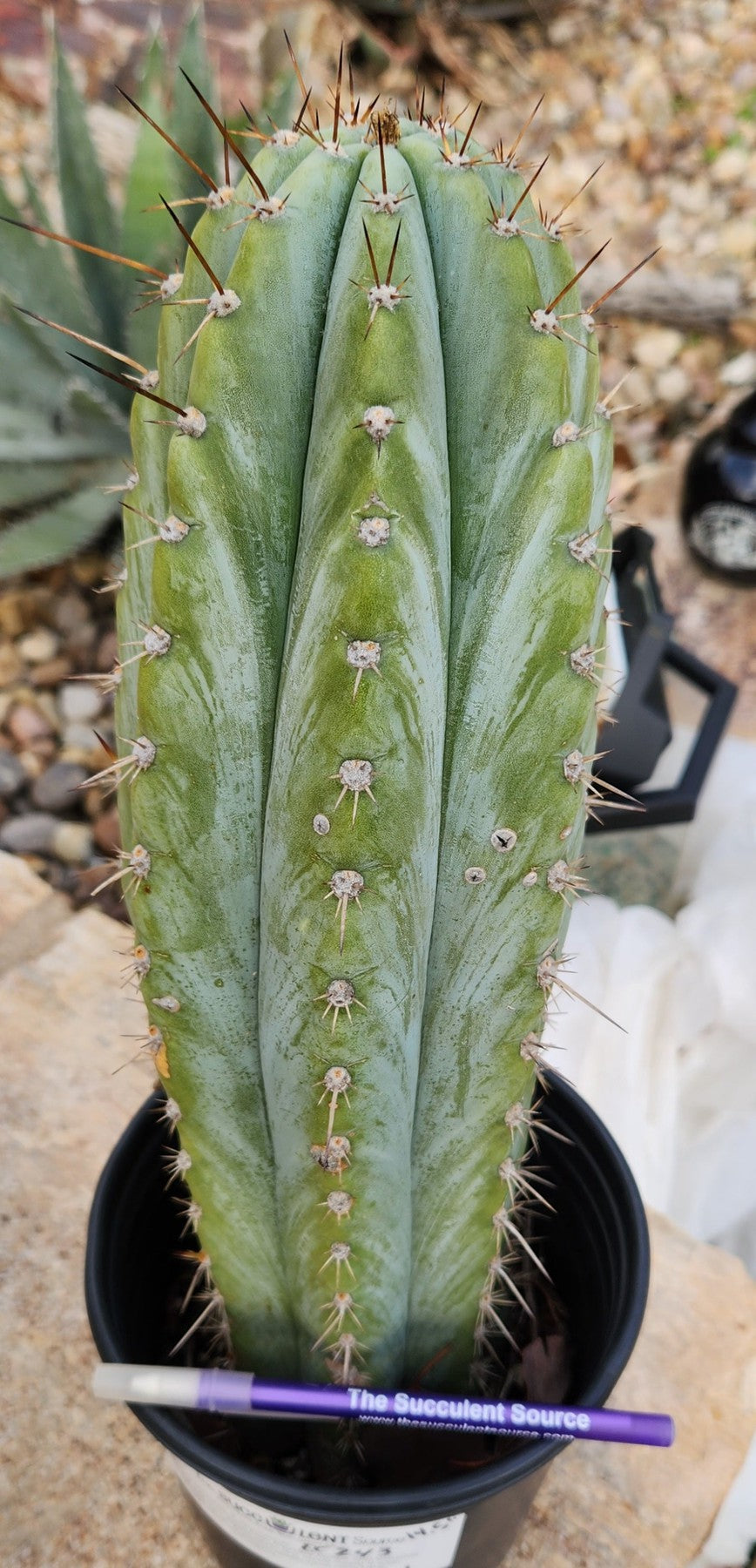 #EC243 EXACT Trichocereus Peruvianus TSSBP Ornamental Cactus 14.5”-Cactus - Large - Exact-The Succulent Source
