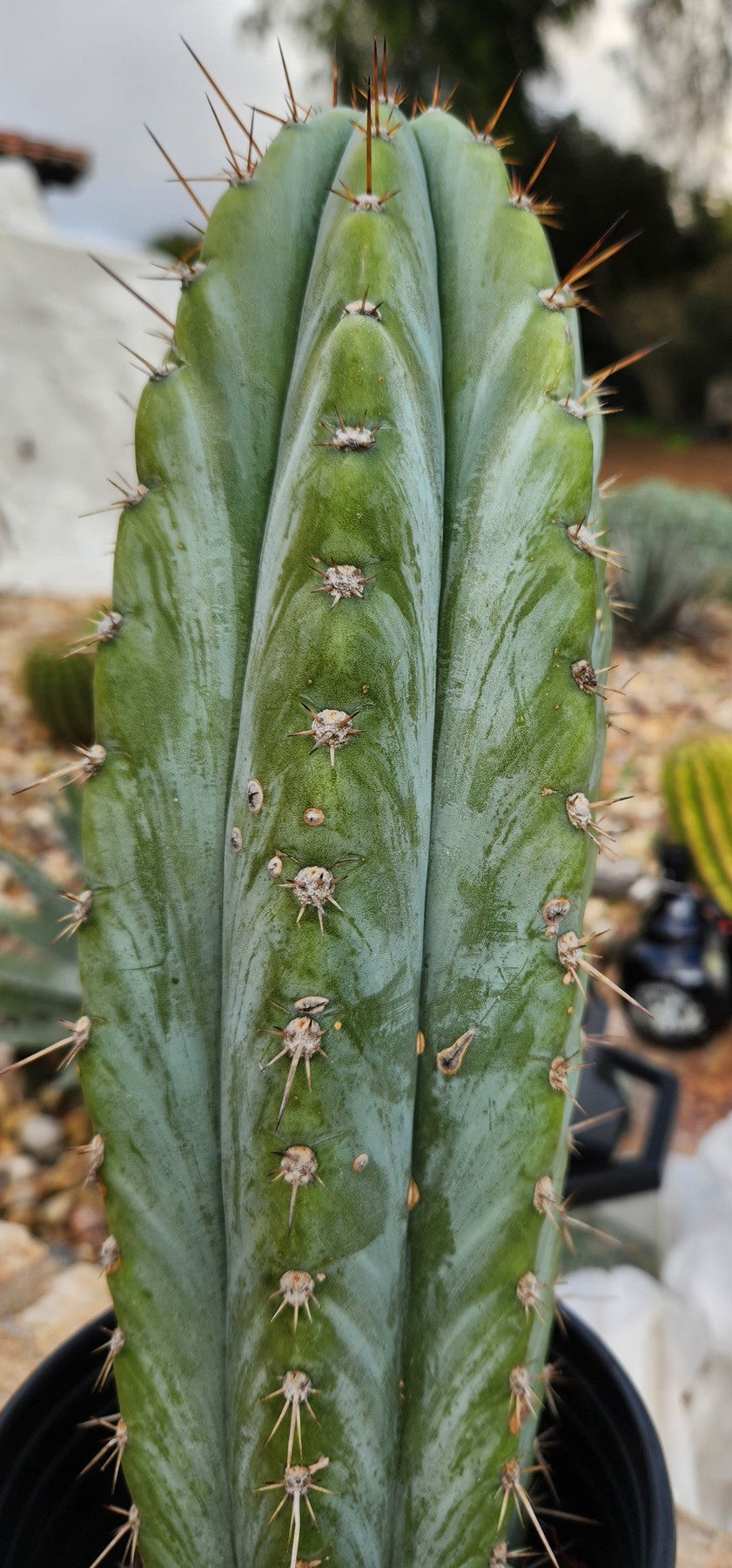 #EC243 EXACT Trichocereus Peruvianus TSSBP Ornamental Cactus 14.5”-Cactus - Large - Exact-The Succulent Source