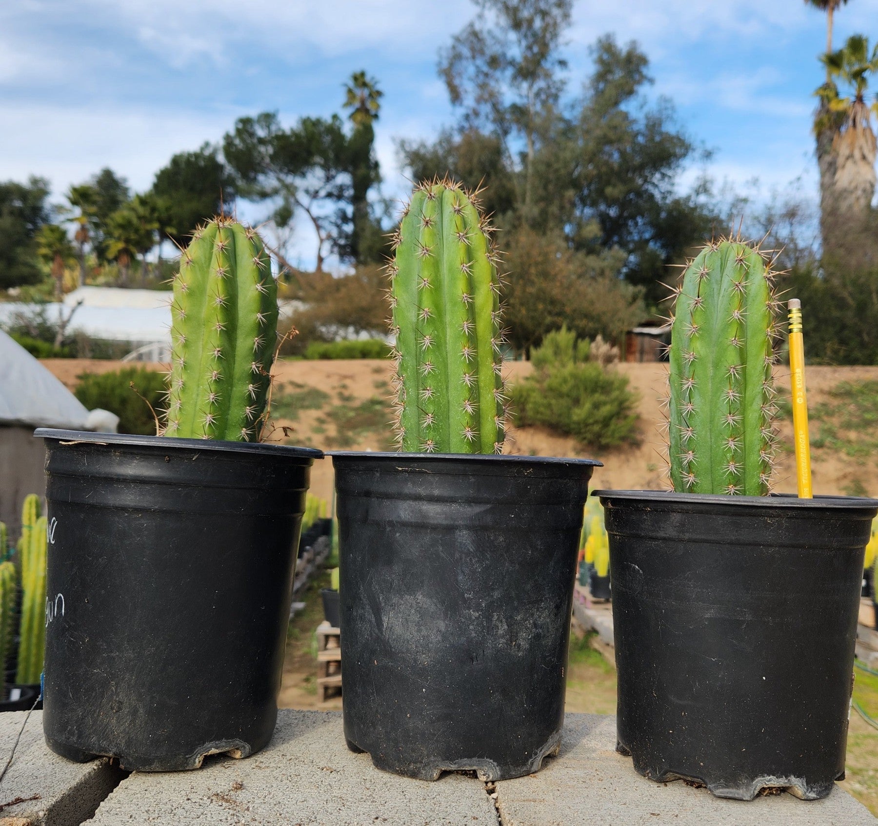 #EC245 EXACT Trichocereus Hybrid Peruvianus Peru Blue3 X KT Ogun Cactus 7-8"-Cactus - Large - Exact-The Succulent Source