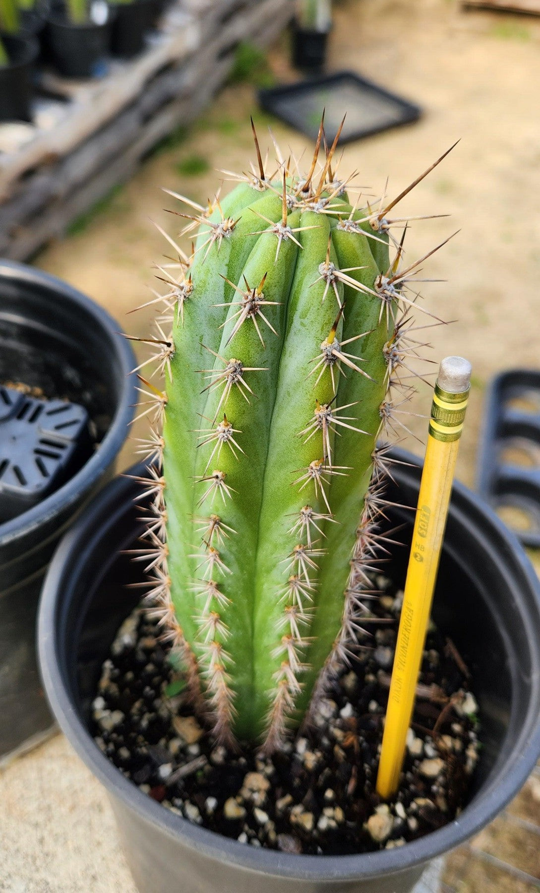 #EC245 EXACT Trichocereus Hybrid Peruvianus Peru Blue3 X KT Ogun Cactus 7-8"-Cactus - Large - Exact-The Succulent Source