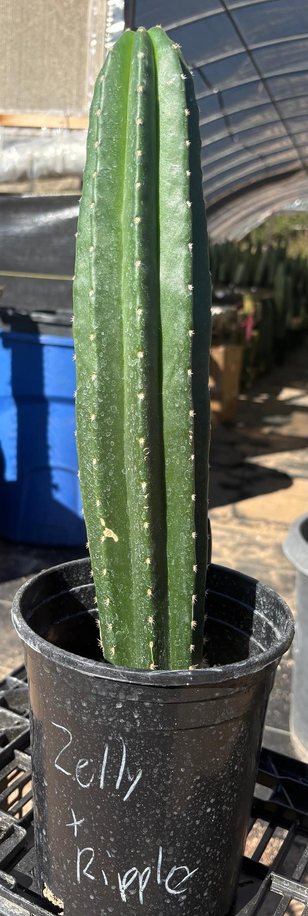 #EC245 EXACT Trichocereus Hybrid Zelly X Scop Ripple Cactus 15.5"-Cactus - Large - Exact-The Succulent Source