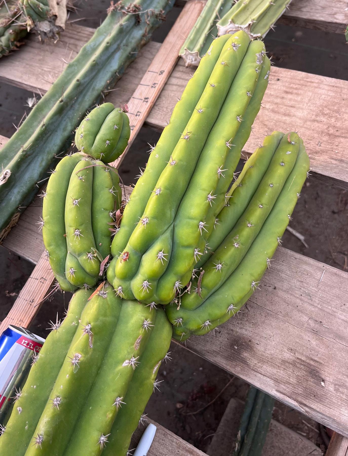 #EC245 EXACT Trichocereus LAX 26”-Cactus - Large - Exact-The Succulent Source