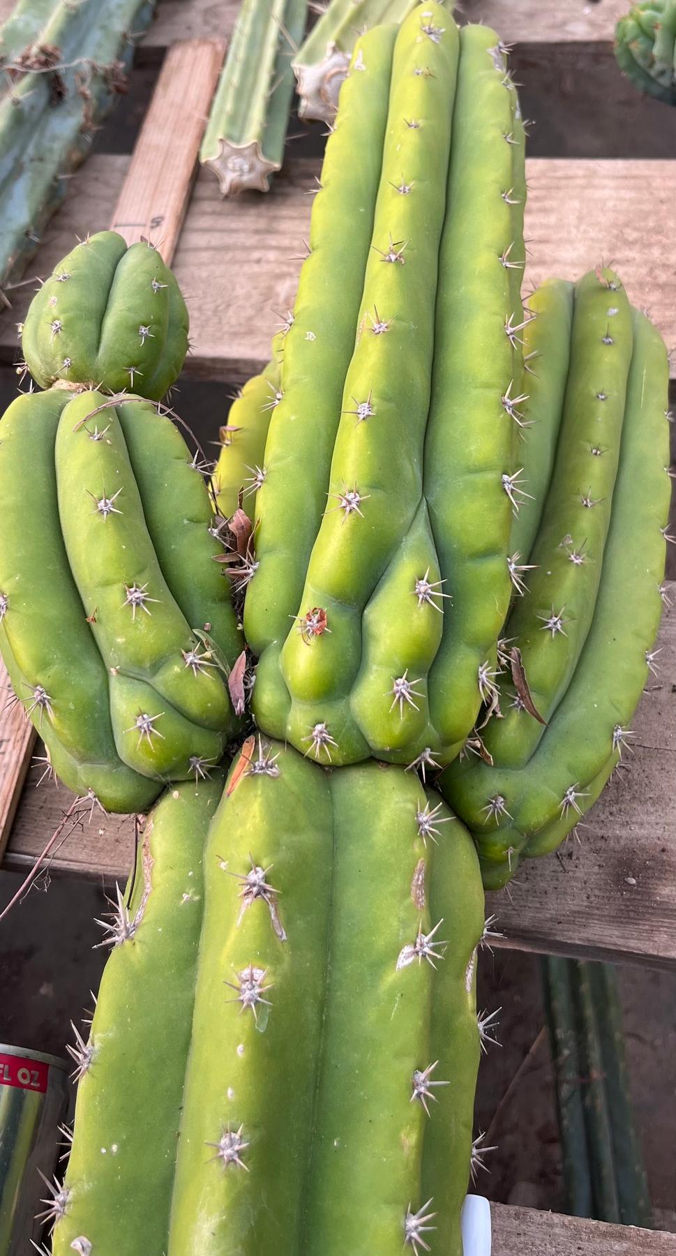 #EC245 EXACT Trichocereus LAX 26”-Cactus - Large - Exact-The Succulent Source