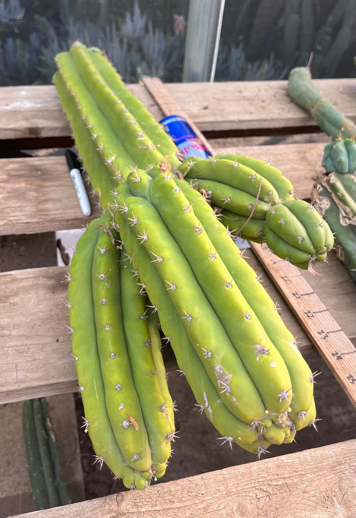 #EC245 EXACT Trichocereus LAX 26”-Cactus - Large - Exact-The Succulent Source