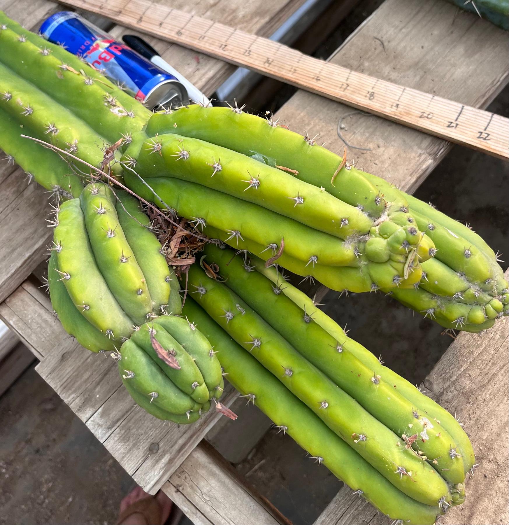 #EC245 EXACT Trichocereus LAX 26”-Cactus - Large - Exact-The Succulent Source