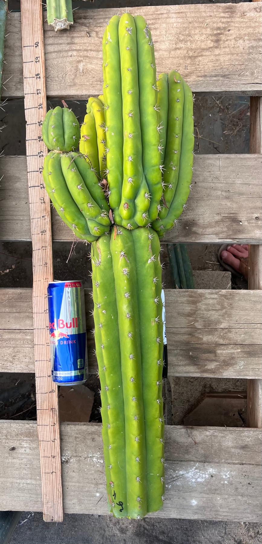 #EC245 EXACT Trichocereus LAX 26”-Cactus - Large - Exact-The Succulent Source