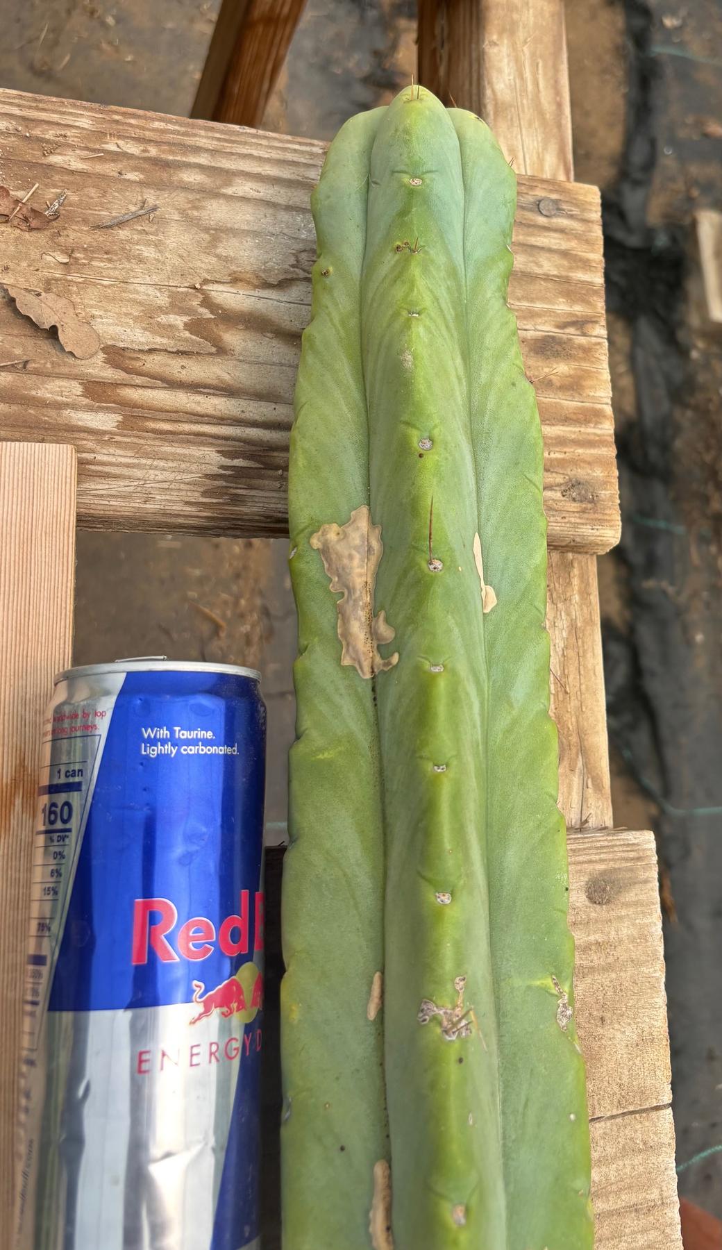 #EC246 EXACT Trichocereus Bridgesii Jiimz Twin Spine Cactus Cuttings-Cactus - Large - Exact-The Succulent Source