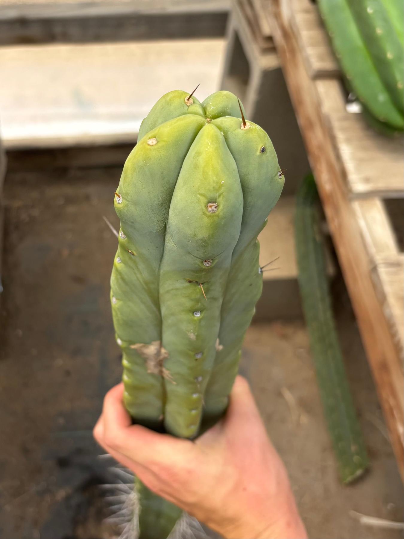 #EC246 EXACT Trichocereus Bridgesii Jiimz Twin Spine Cactus Cuttings-Cactus - Large - Exact-The Succulent Source