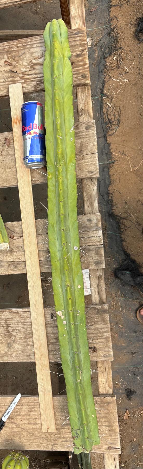 #EC246 EXACT Trichocereus Bridgesii Jiimz Twin Spine Cactus Cuttings-Cactus - Large - Exact-The Succulent Source