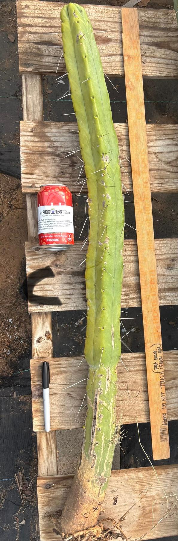 #EC246 EXACT Trichocereus Bridgesii Jiimz Twin Spine Cactus Cuttings-Cactus - Large - Exact-The Succulent Source