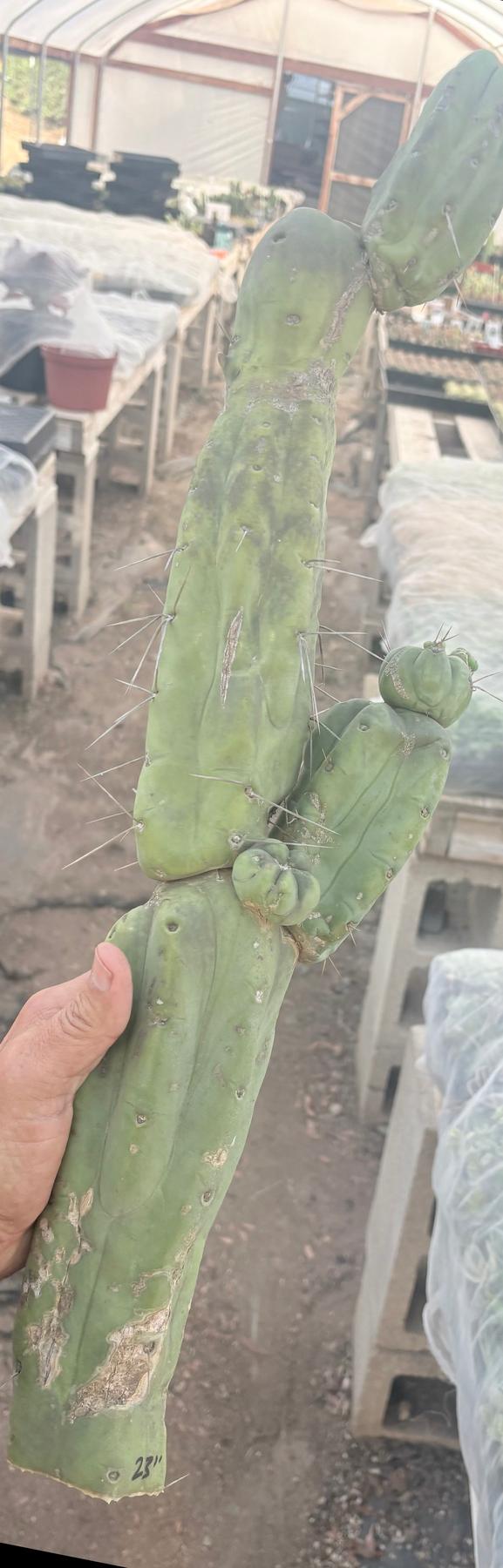 #EC246 EXACT Trichocereus Bridgesii Jiimz Twin Spine LONG Cactus Cuttings-Cactus - Large - Exact-The Succulent Source