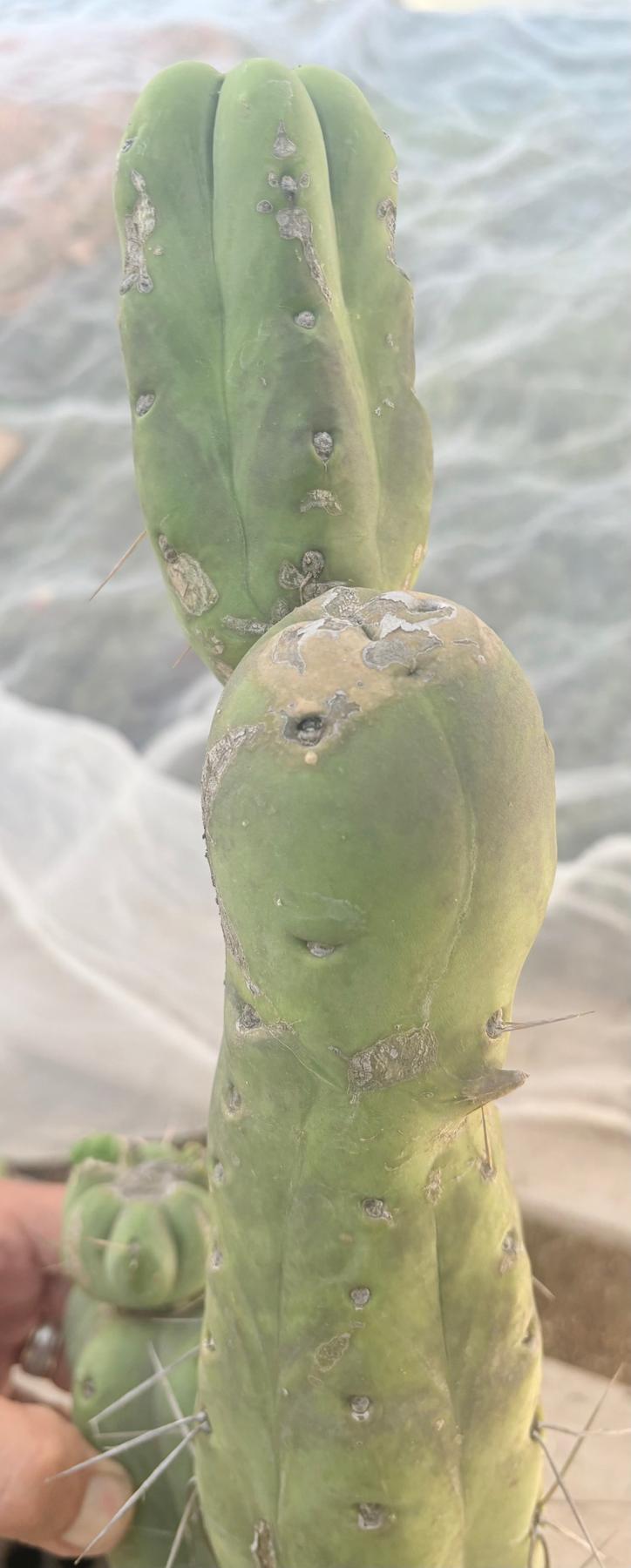 #EC246 EXACT Trichocereus Bridgesii Jiimz Twin Spine LONG Cactus Cuttings-Cactus - Large - Exact-The Succulent Source