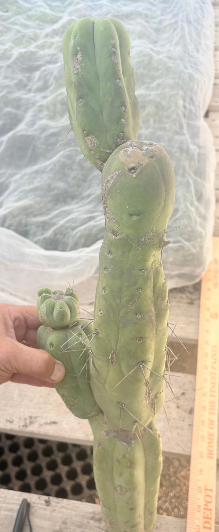 #EC246 EXACT Trichocereus Bridgesii Jiimz Twin Spine LONG Cactus Cuttings-Cactus - Large - Exact-The Succulent Source