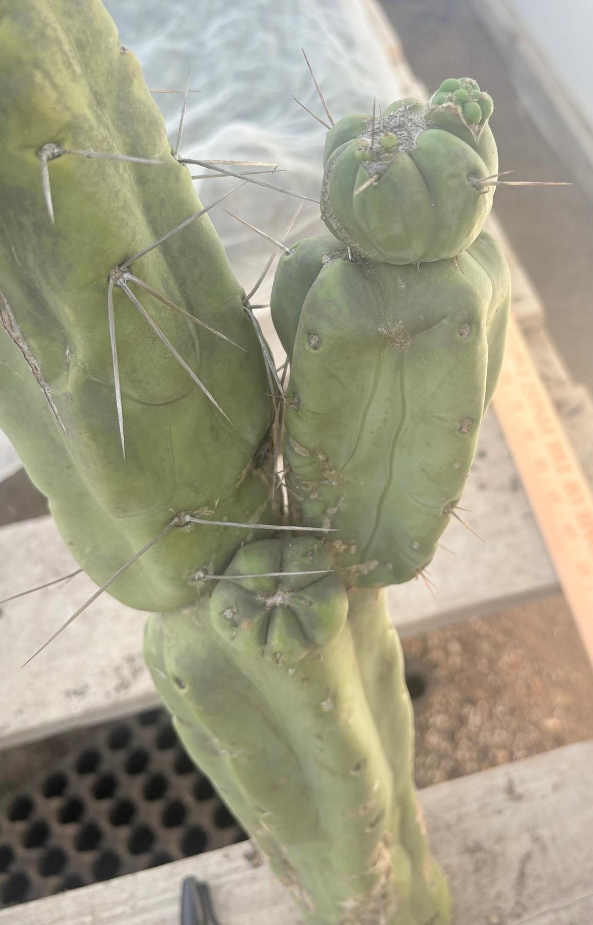 #EC246 EXACT Trichocereus Bridgesii Jiimz Twin Spine LONG Cactus Cuttings-Cactus - Large - Exact-The Succulent Source