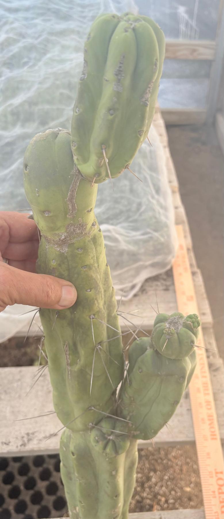 #EC246 EXACT Trichocereus Bridgesii Jiimz Twin Spine LONG Cactus Cuttings-Cactus - Large - Exact-The Succulent Source