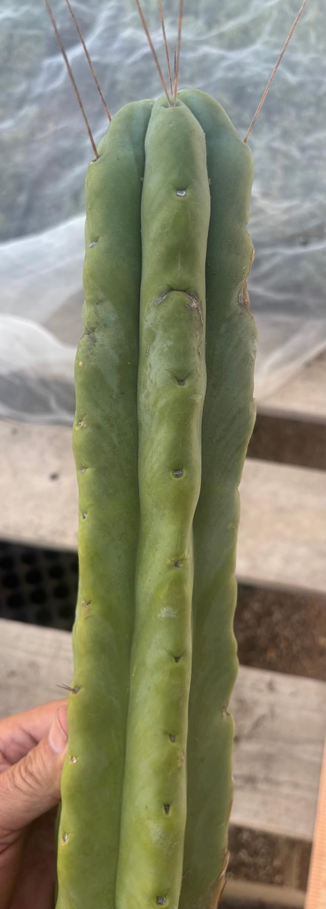 #EC246 EXACT Trichocereus Bridgesii Jiimz Twin Spine LONG Cactus Cuttings-Cactus - Large - Exact-The Succulent Source