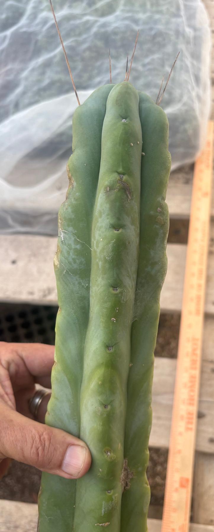 #EC246 EXACT Trichocereus Bridgesii Jiimz Twin Spine LONG Cactus Cuttings-Cactus - Large - Exact-The Succulent Source