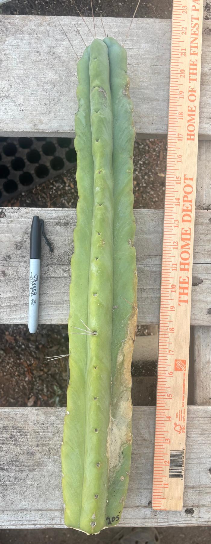 #EC246 EXACT Trichocereus Bridgesii Jiimz Twin Spine LONG Cactus Cuttings-Cactus - Large - Exact-The Succulent Source