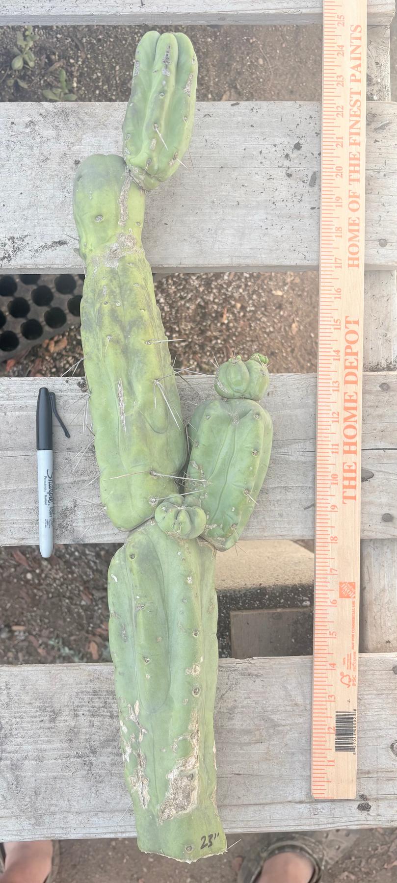 #EC246 EXACT Trichocereus Bridgesii Jiimz Twin Spine LONG Cactus Cuttings-Cactus - Large - Exact-The Succulent Source