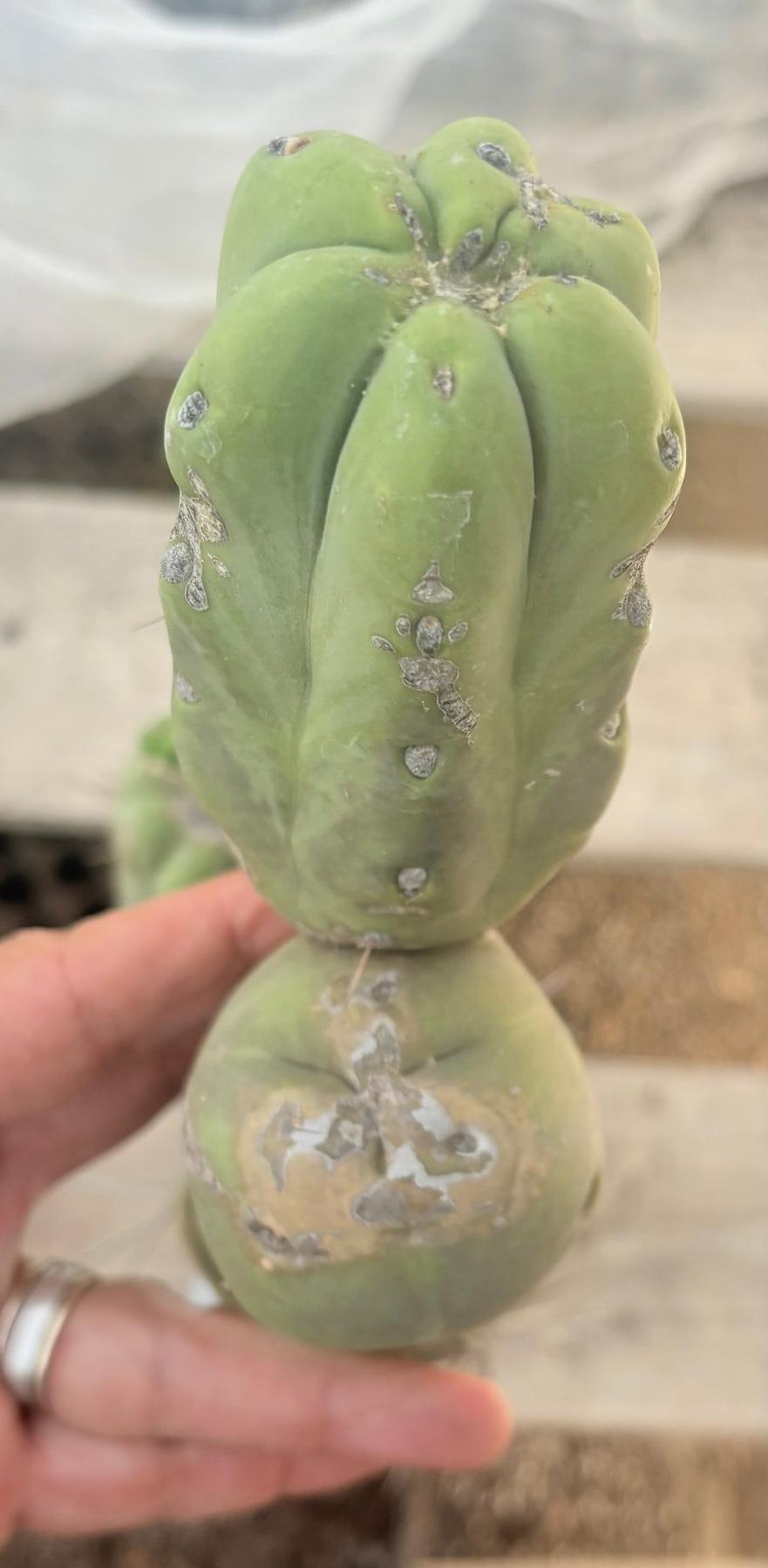 #EC246 EXACT Trichocereus Bridgesii Jiimz Twin Spine LONG Cactus Cuttings-Cactus - Large - Exact-The Succulent Source