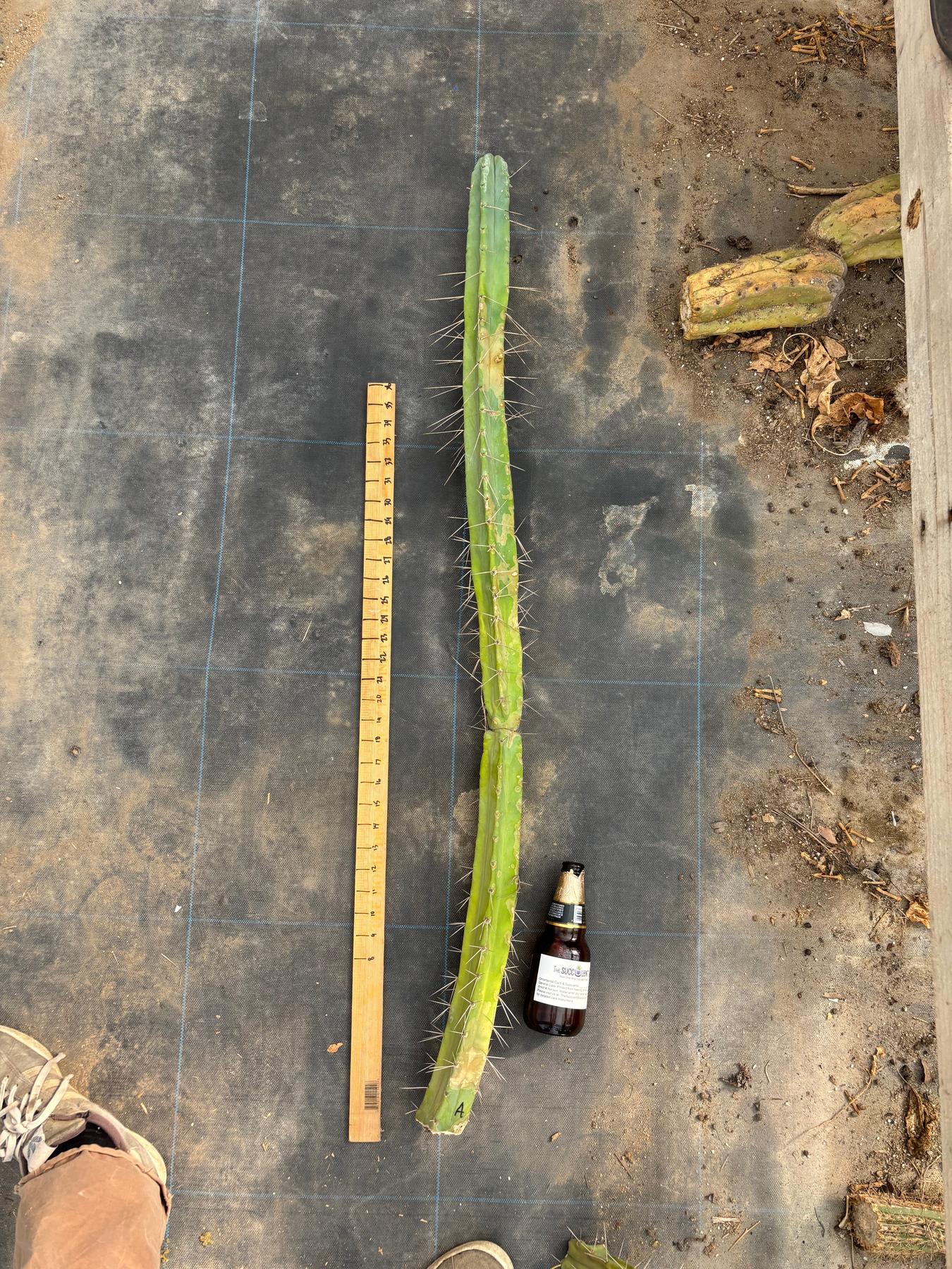 #EC246 EXACT Trichocereus Bridgesii Jiimz Twin Spine LONG TLC Cactus Cuttings-Cactus - Large - Exact-The Succulent Source