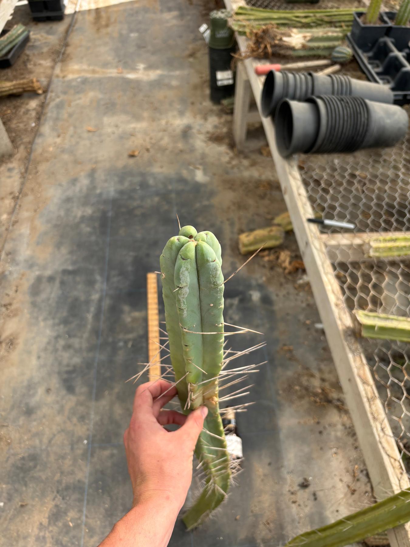#EC246 EXACT Trichocereus Bridgesii Jiimz Twin Spine LONG TLC Cactus Cuttings-Cactus - Large - Exact-The Succulent Source