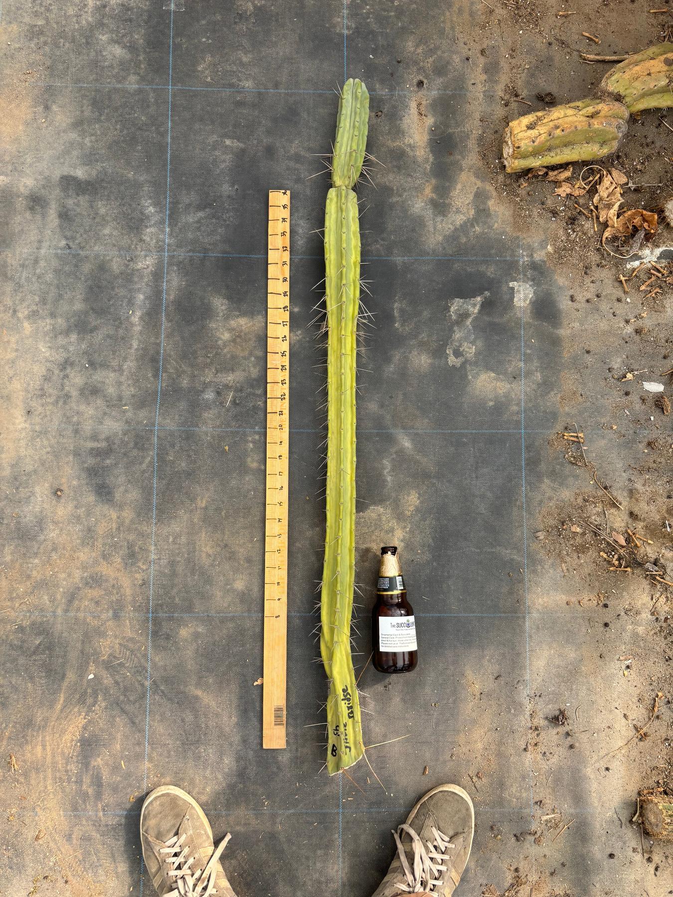 #EC246 EXACT Trichocereus Bridgesii Jiimz Twin Spine LONG TLC Cactus Cuttings-Cactus - Large - Exact-The Succulent Source