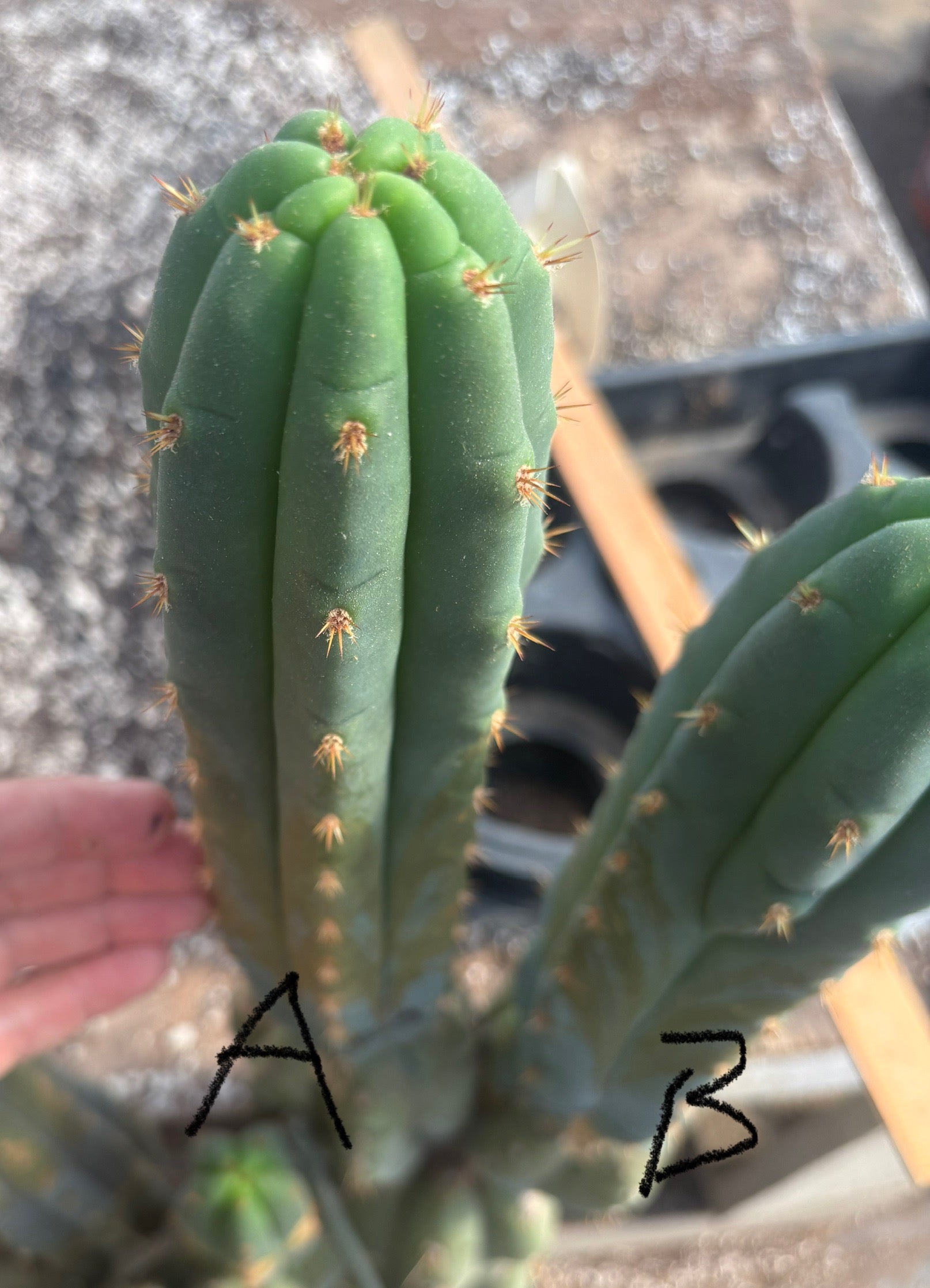 #EC247 EXACT Trichocereus Huanucoensis Jiimz Huanu/P7 Cactus Cuttings 10”-Cactus - Large - Exact-The Succulent Source
