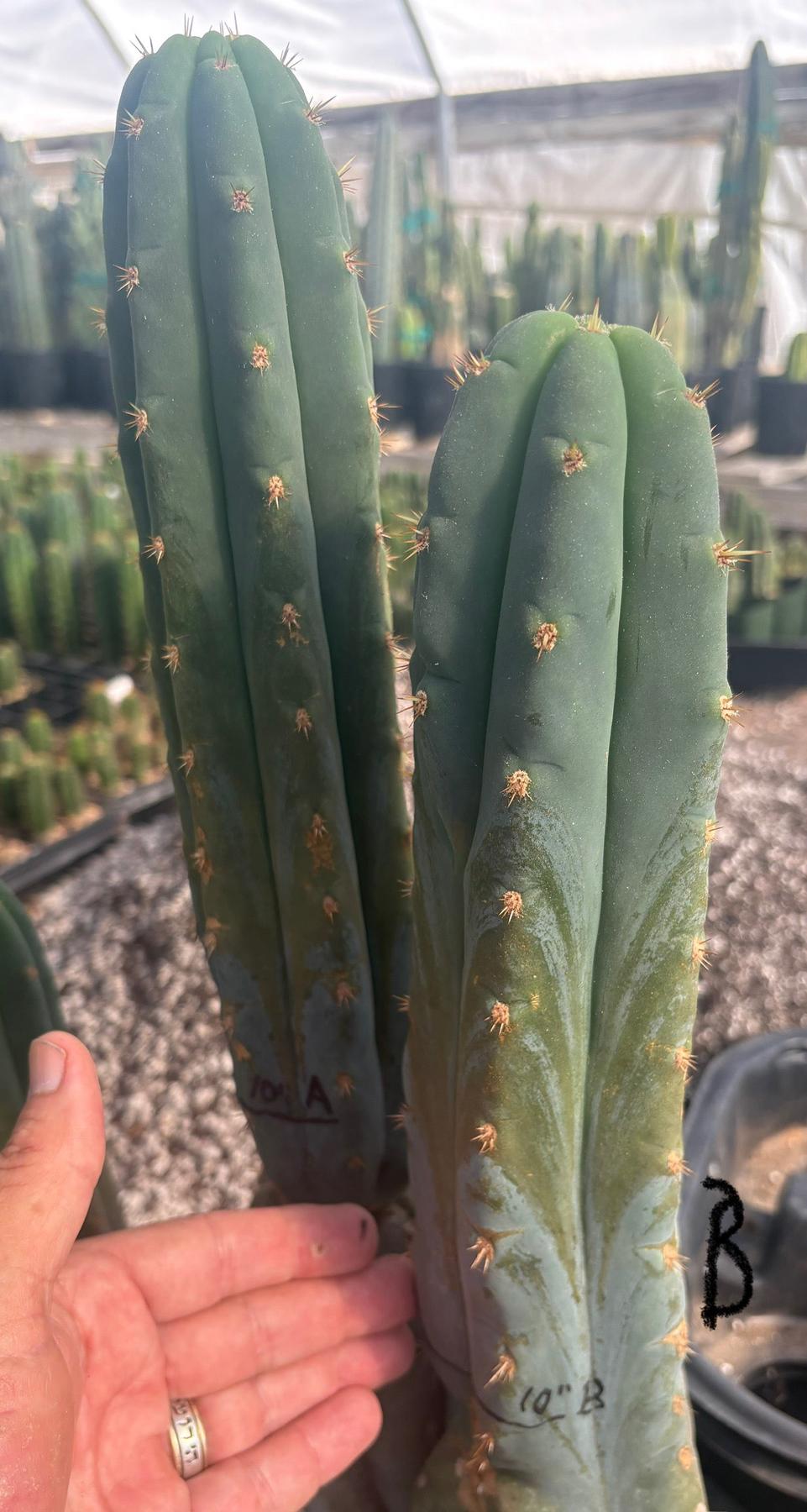 #EC247 EXACT Trichocereus Huanucoensis Jiimz Huanu/P7 Cactus Cuttings 10”-Cactus - Large - Exact-The Succulent Source