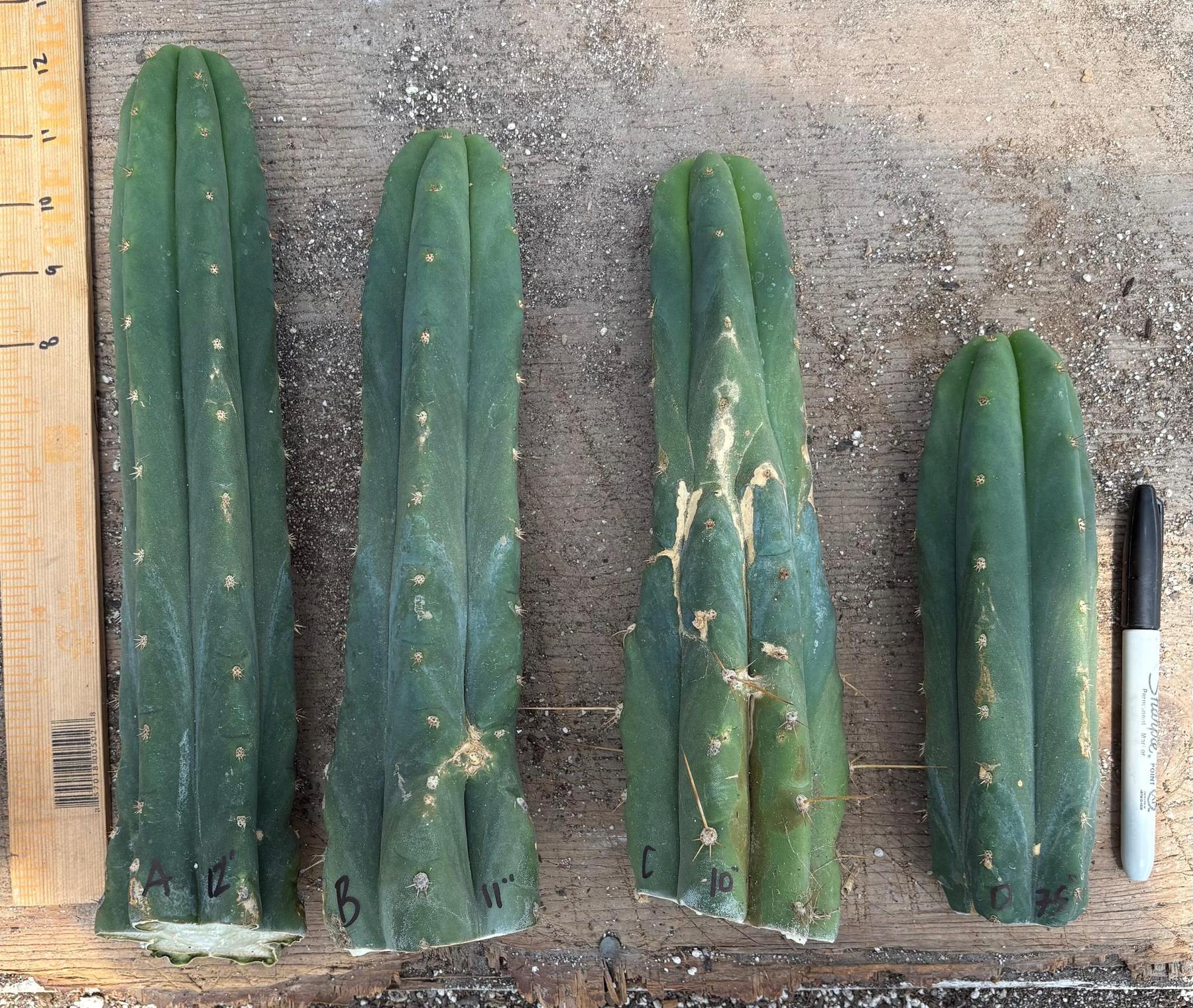 #EC247 EXACT Trichocereus Huanucoensis Jiimz Huanu/P7 Cactus Cuttings 10”-Cactus - Large - Exact-The Succulent Source