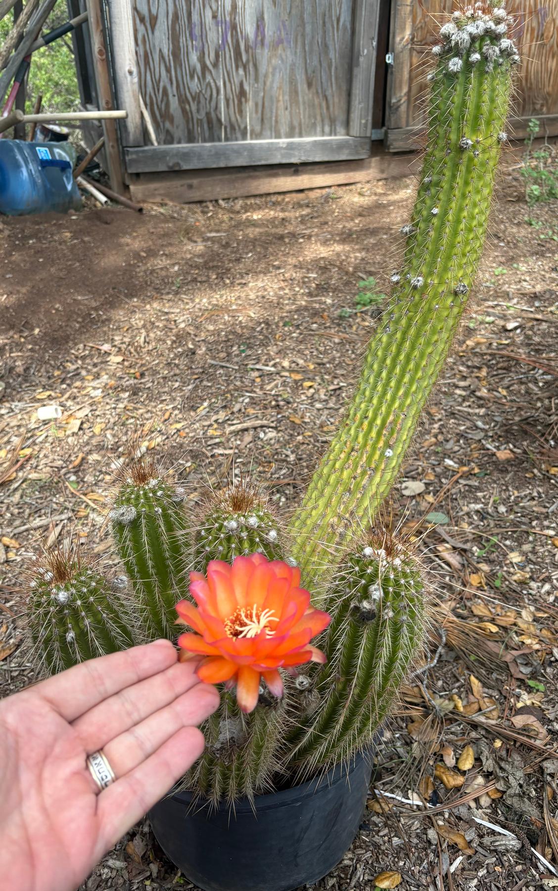 #EC248 EXACT Trichocereus Echinopsis Cherry Red Cactus Cutting 6”-Cactus - Large - Exact-The Succulent Source