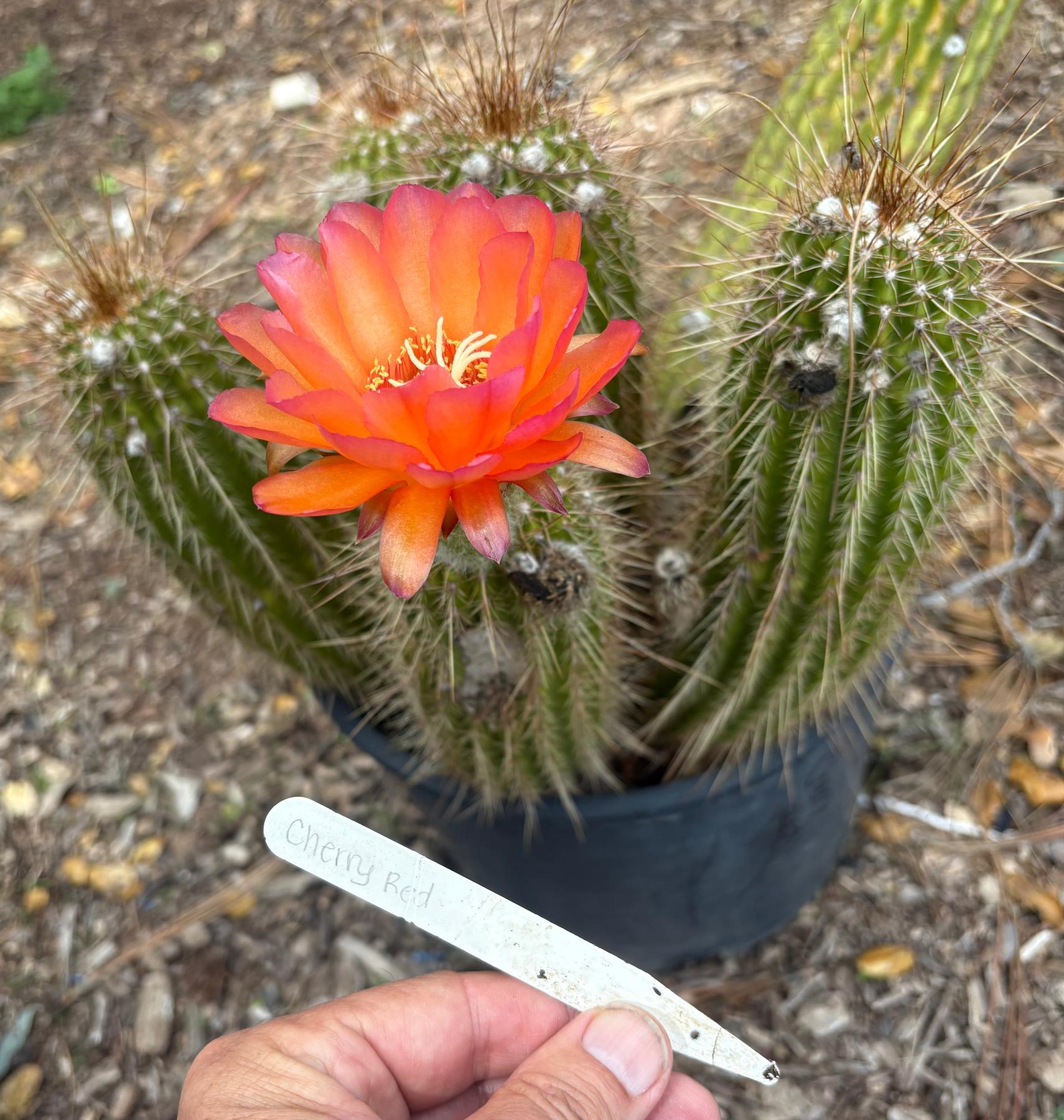 #EC248 EXACT Trichocereus Echinopsis Cherry Red Cactus Cutting 6”-Cactus - Large - Exact-The Succulent Source