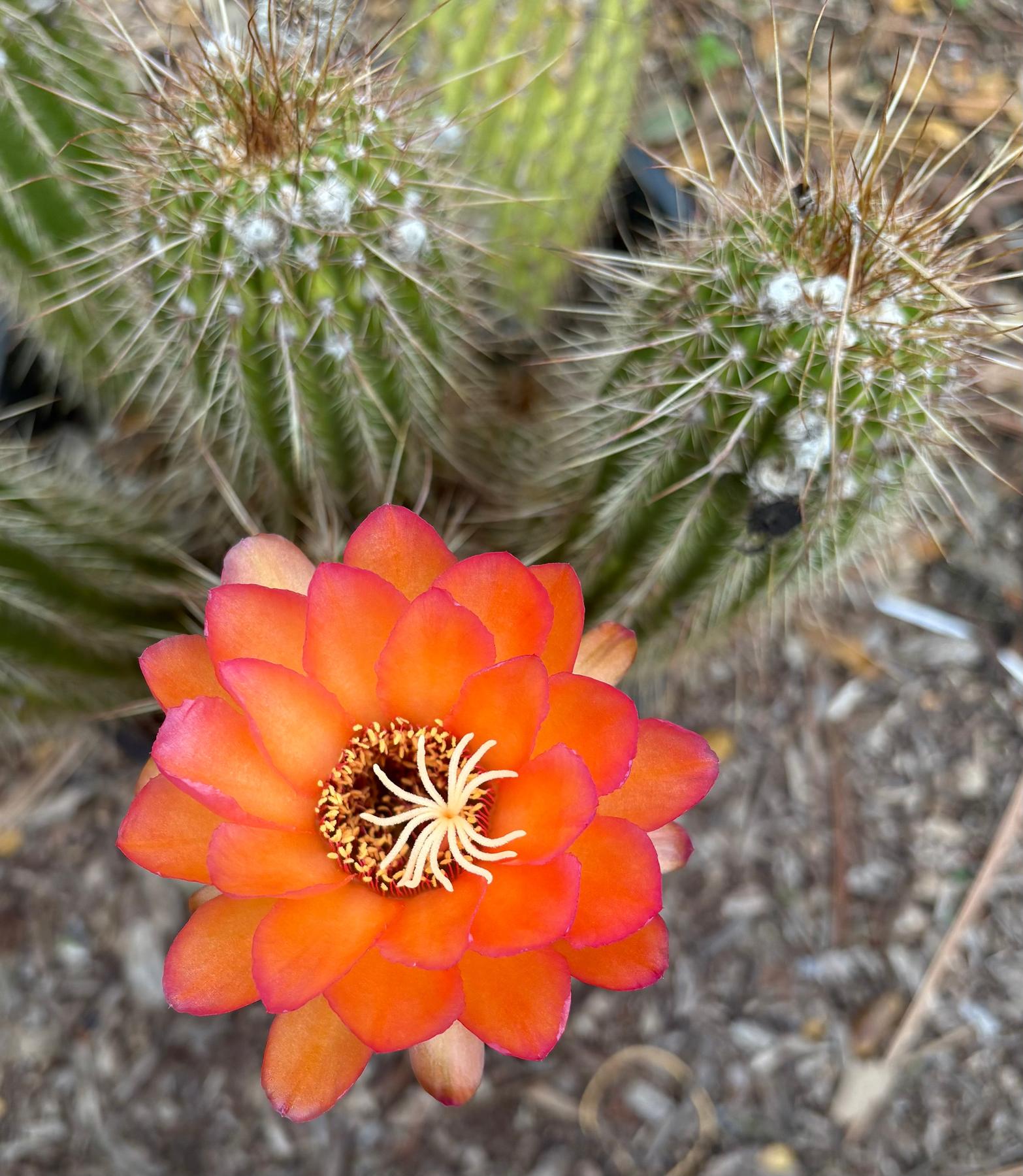 orange cactus #EC248 EXACT Trichocereus Echinopsis Cherry Red Cactus Cutting 6”