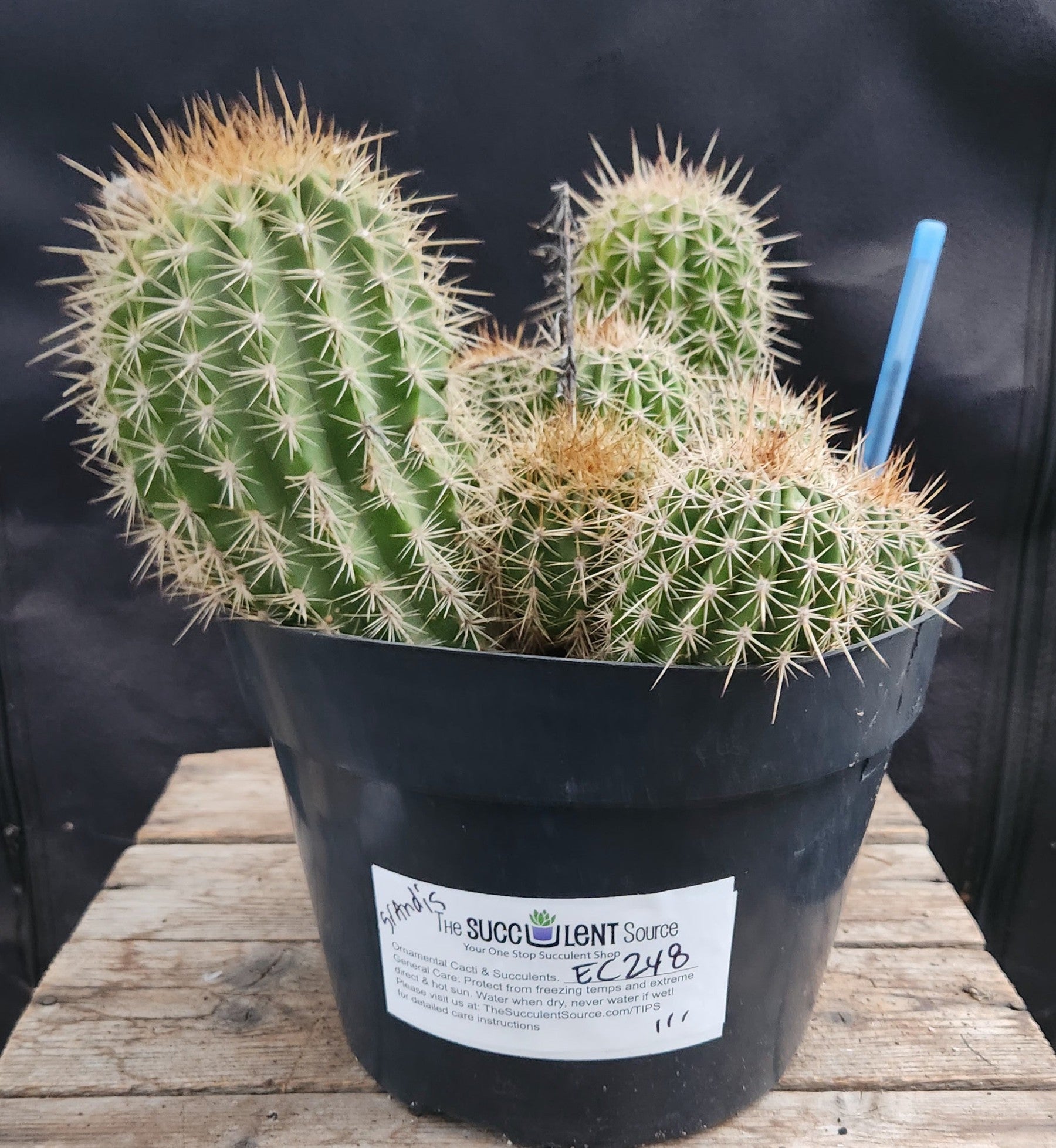 #EC248 EXACT Trichocereus Grandiflorus Ornamental Cactus Specimen-Cactus - Large - Exact-The Succulent Source