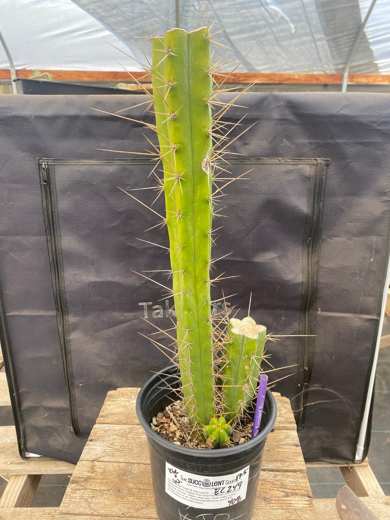 #EC249 EXACT Trichocereus hybrid KGC X Wowie Cactus 17.5”-Cactus - Large - Exact-The Succulent Source